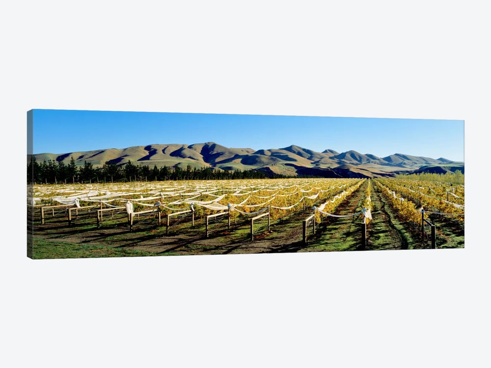 Vineyards N Canterbury New Zealand by Panoramic Images 1-piece Canvas Art Print