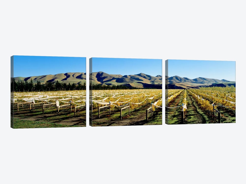 Vineyards N Canterbury New Zealand by Panoramic Images 3-piece Canvas Print