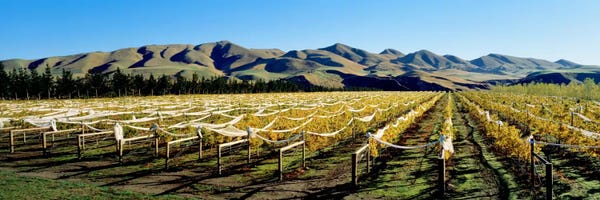 New Zealand: Vineyards N Canterbury New Zealand by Panoramic Images