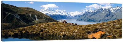 Horse Trekking Mt Cook New Zealand Canvas Art Print - New Zealand Art