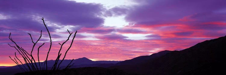 Ocatillo At Sunset, Anza Borrego Desert State Park, Borrego Springs, California, USA