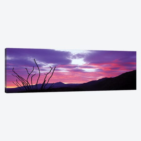 Ocatillo At Sunset, Anza Borrego Desert State Park, Borrego Springs, California, USA Canvas Print #PIM12999} by Panoramic Images Canvas Art Print