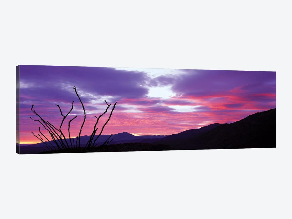 Ocatillo At Sunset, Anza Borrego Desert State Park, Borrego Springs, California, USA by Panoramic Images 1-piece Canvas Wall Art