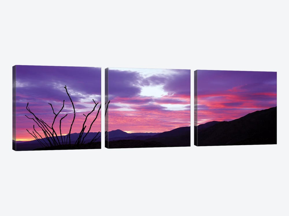 Ocatillo At Sunset, Anza Borrego Desert State Park, Borrego Springs, California, USA 3-piece Canvas Art