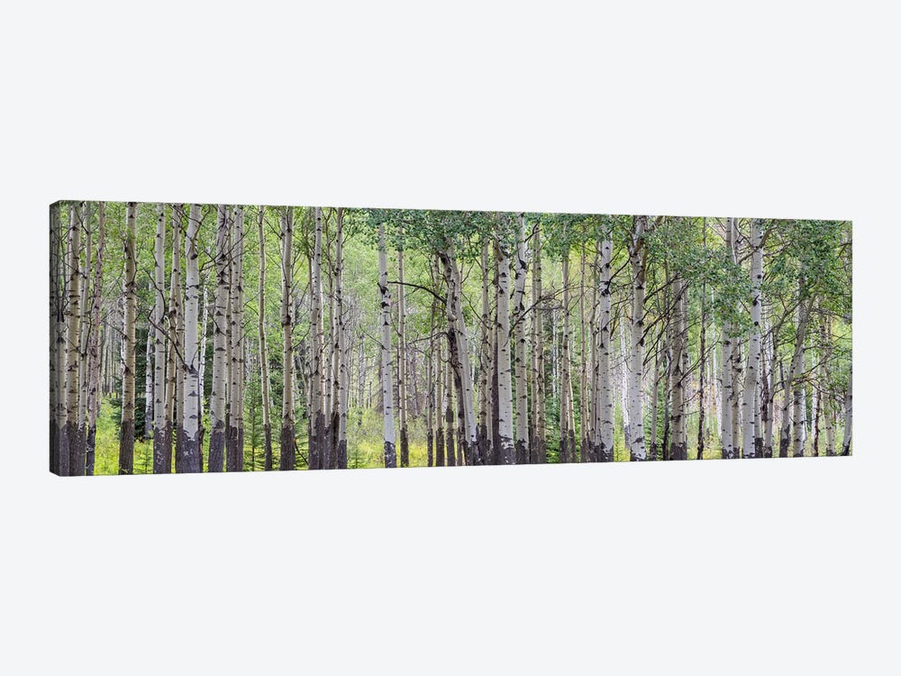 Aspen Trees I, Banff National Park, Alberta, Canada by Panoramic Images 1-piece Canvas Art Print