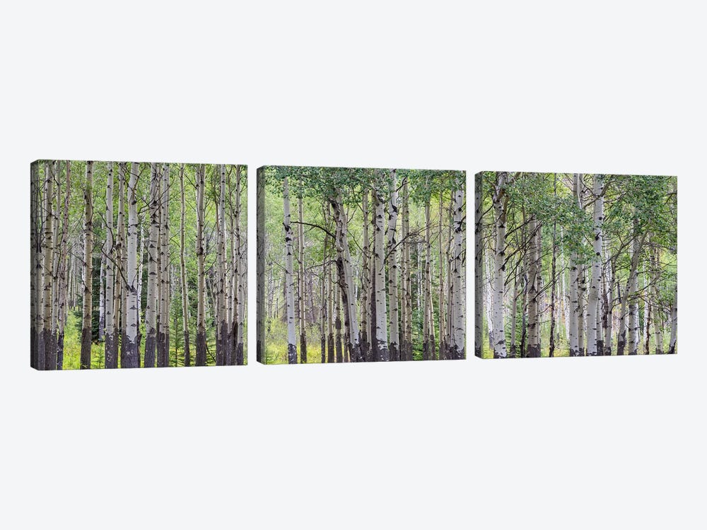 Aspen Trees I, Banff National Park, Alberta, Canada by Panoramic Images 3-piece Canvas Print
