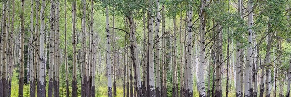 Panoramic Photography: Aspen Trees I, Banff National Park, Alberta, Canada by Panoramic Images