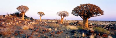 Quiver Trees Namibia Africa by Panoramic Images acrylic art print