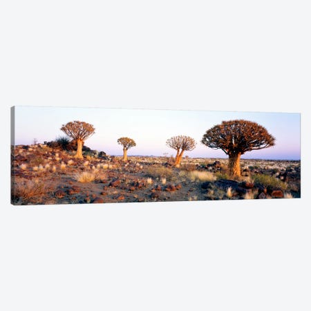 Quiver Trees Namibia Africa Canvas Print #PIM1306} by Panoramic Images Art Print