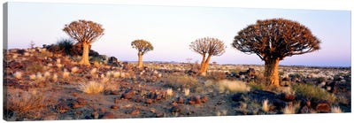 Quiver Trees Namibia Africa Canvas Art Print - Namibia
