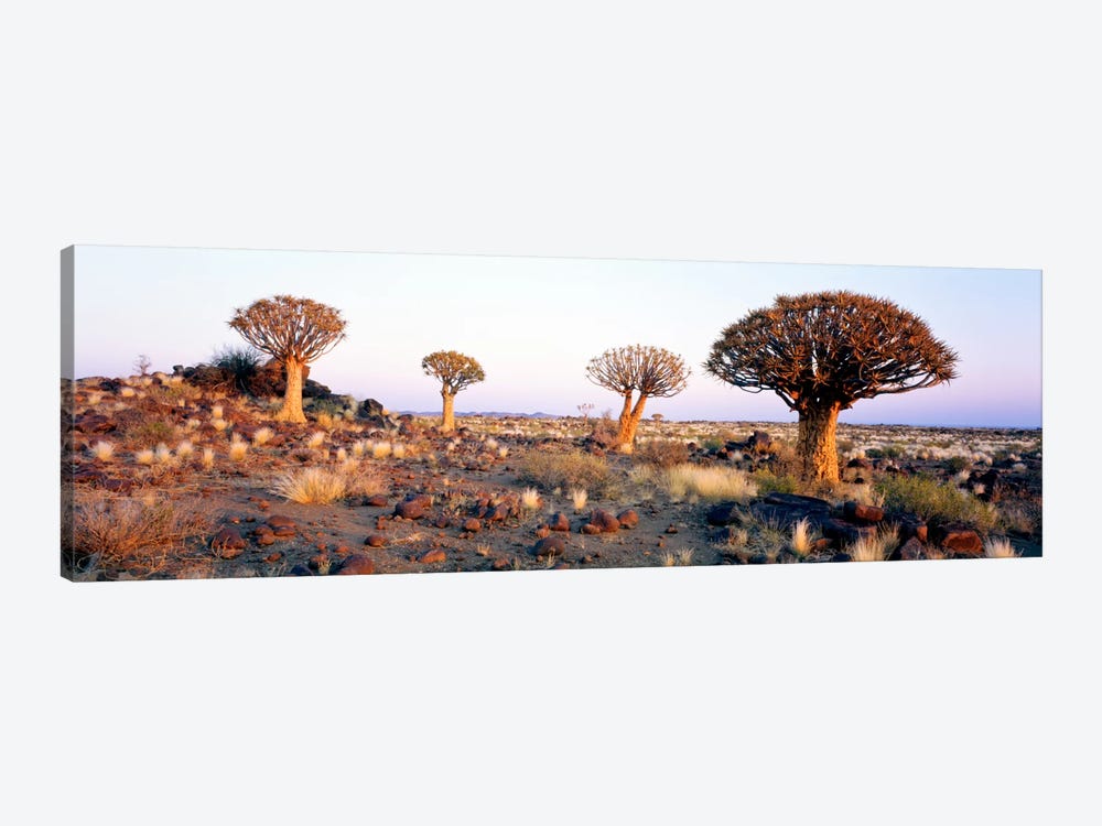 Quiver Trees Namibia Africa by Panoramic Images 1-piece Canvas Wall Art