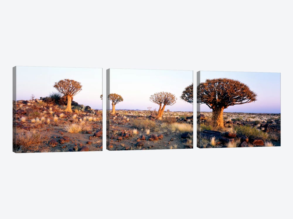 Quiver Trees Namibia Africa by Panoramic Images 3-piece Canvas Wall Art