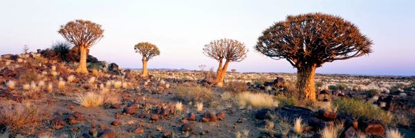 Namibia: Quiver Trees Namibia Africa by Panoramic Images