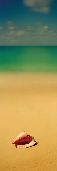 Sea Shells: Conch Shell On The Beach I, Cat Island, Bahamas by Panoramic Images