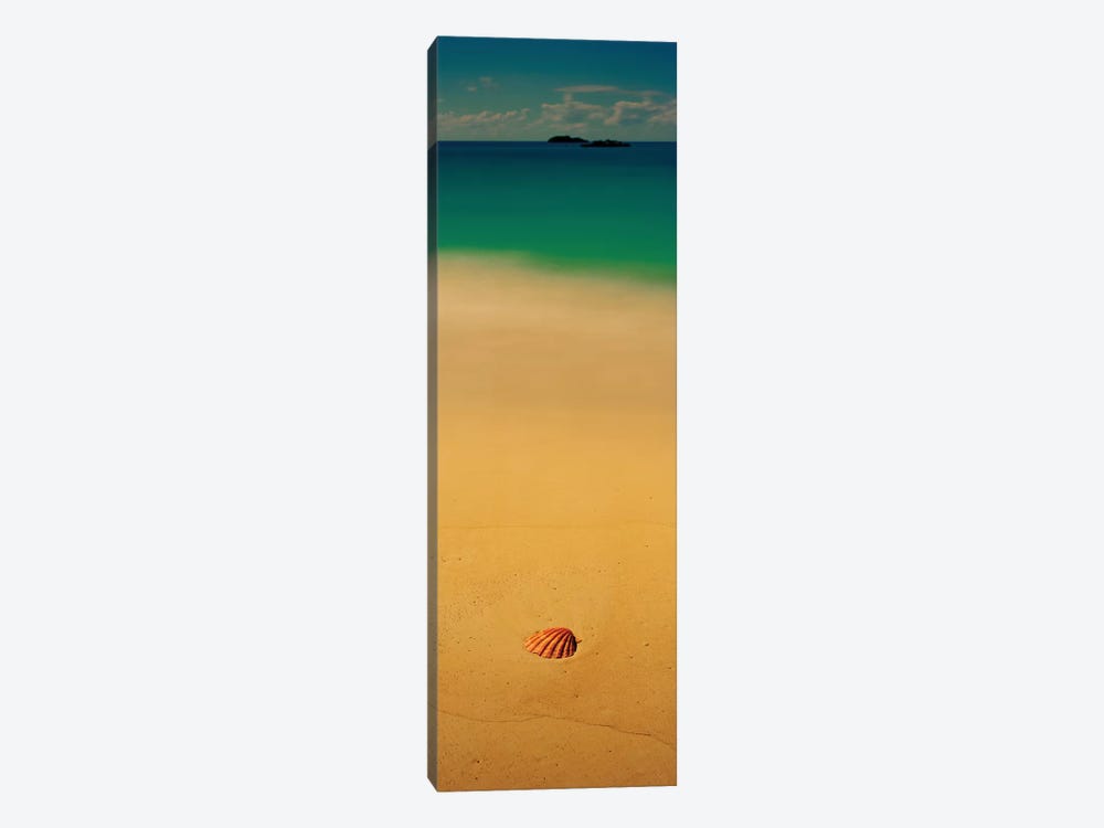 Sea Shell On The Beach, Cat Island, Bahamas by Panoramic Images 1-piece Canvas Artwork