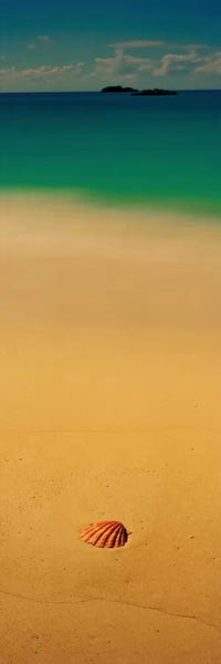 Sea Shells: Sea Shell On The Beach, Cat Island, Bahamas by Panoramic Images
