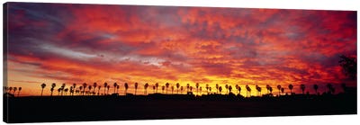 Silhouette of palm trees at sunrise, San Diego, San Diego County, California, USA Canvas Art Print - San Diego Art