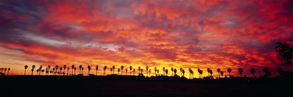 Silhouette of palm trees at sunrise, San Diego, San Diego County, California, USA