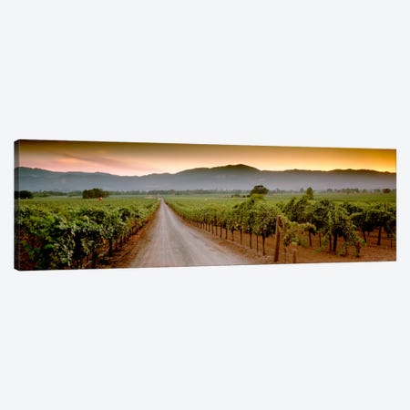Vineyard Road, Napa Valley, California, USA Canvas Print #PIM1323} by Panoramic Images Canvas Art