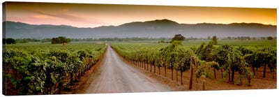 Vineyard Road, Napa Valley, California, USA Canvas Art Print - Wine Art