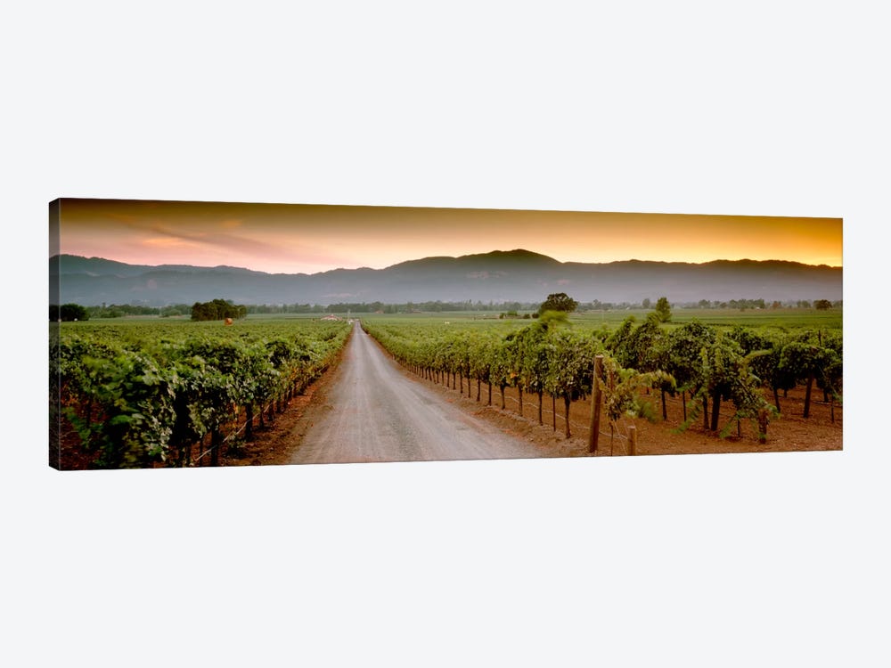 Vineyard Road, Napa Valley, California, USA by Panoramic Images 1-piece Art Print