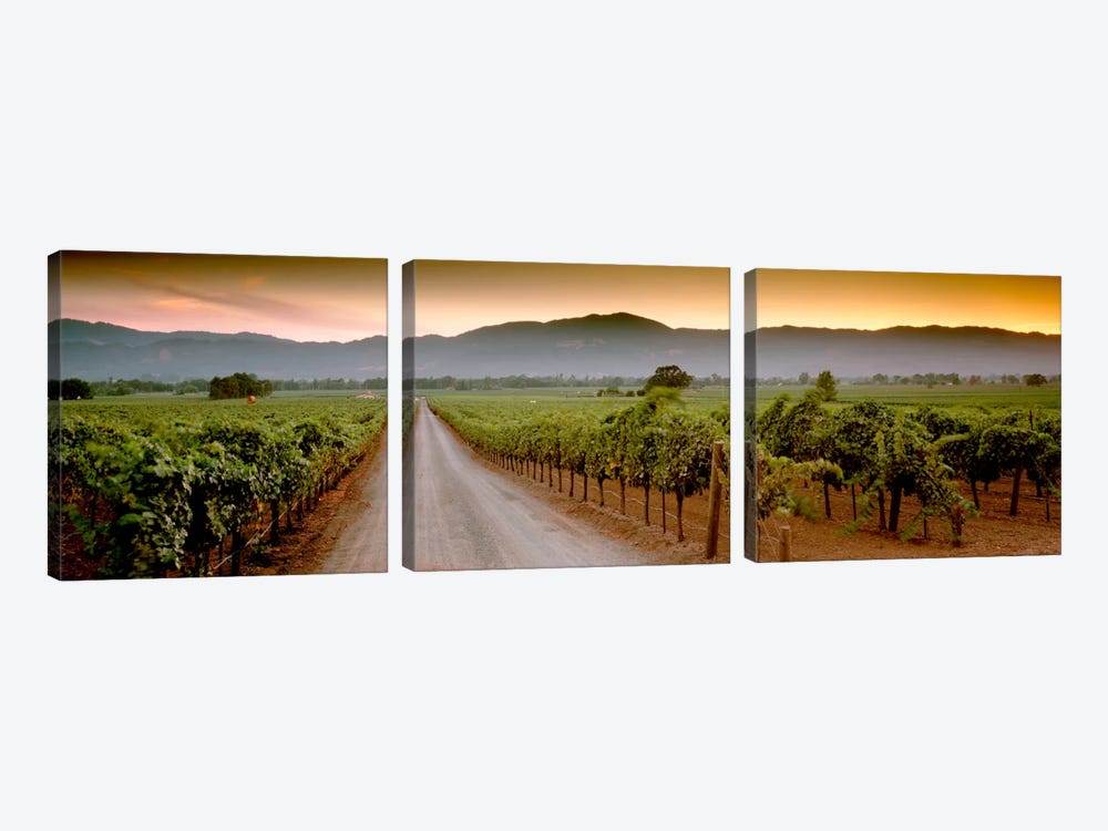 Vineyard Road, Napa Valley, California, USA by Panoramic Images 3-piece Art Print