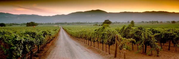 California: Vineyard Road, Napa Valley, California, USA by Panoramic Images