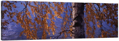 Leaves Of A Birch Tree, Vuoksi River, Imatra, Finland Canvas Art Print - Birch Tree Art