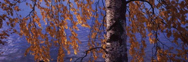 Leaves Of A Birch Tree, Vuoksi River, Imatra, Finland by Panoramic Images wall art