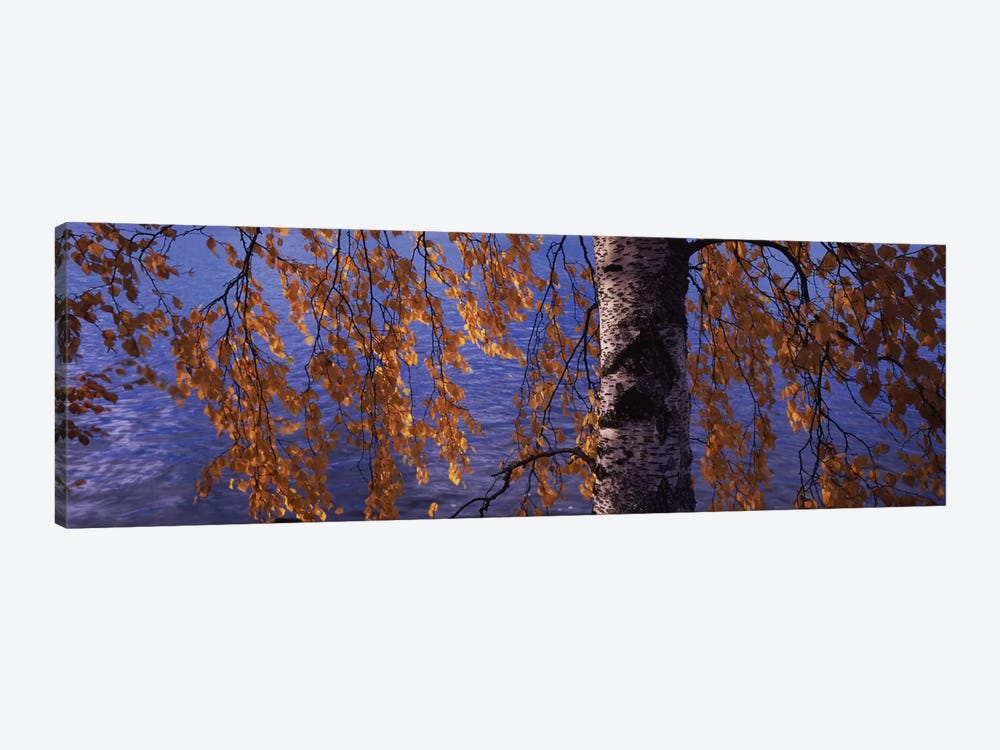 Leaves Of A Birch Tree, Vuoksi River, Imatra, Finland by Panoramic Images 1-piece Canvas Art