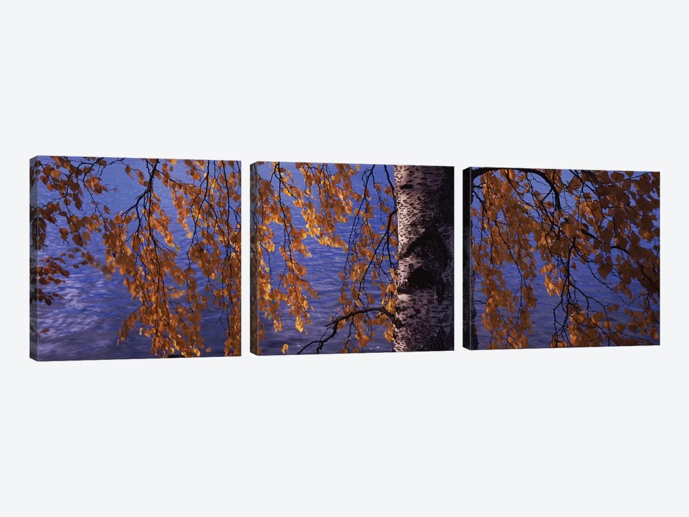 Leaves Of A Birch Tree, Vuoksi River, Imatra, Finland by Panoramic Images 3-piece Canvas Art