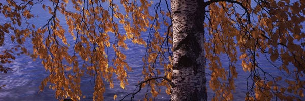 Birch Trees: Leaves Of A Birch Tree, Vuoksi River, Imatra, Finland by Panoramic Images