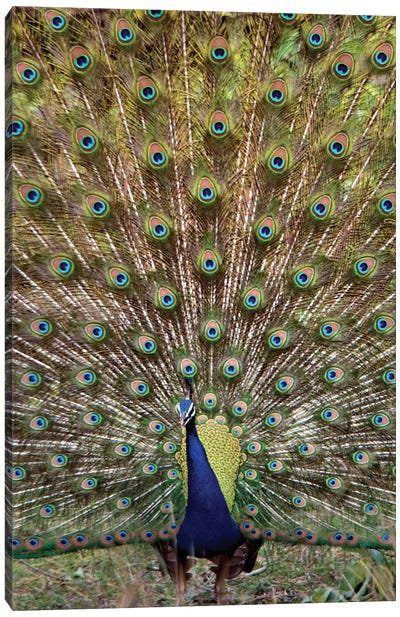 Peacock I, Kanha National Park, Madhya Pradesh, India Canvas Art Print - Peacock Art