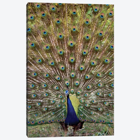 Peacock I, Kanha National Park, Madhya Pradesh, India Canvas Print #PIM13547} by Panoramic Images Canvas Wall Art