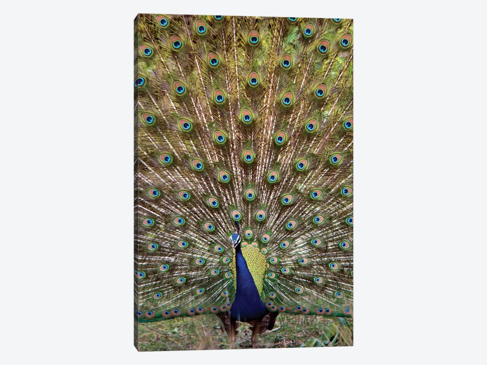 Peacock I, Kanha National Park, Madhya Pradesh, India by Panoramic Images 1-piece Canvas Print