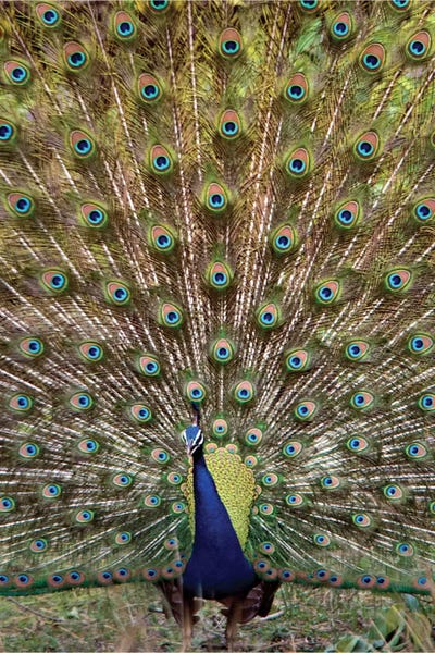 Peacocks: Peacock I, Kanha National Park, Madhya Pradesh, India by Panoramic Images