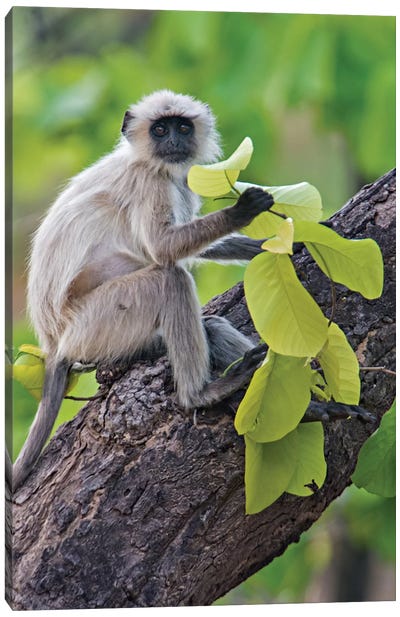 Gray Langur Monkey I, Kanha National Park, Madhya Pradesh, India Canvas Art Print - Tree Close-Up Art
