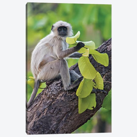 Gray Langur Monkey I, Kanha National Park, Madhya Pradesh, India Canvas Print #PIM13548} by Panoramic Images Canvas Print