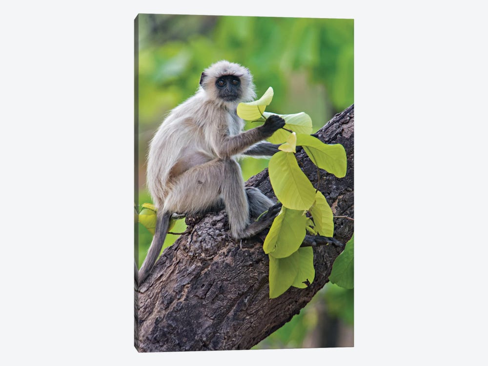 Gray Langur Monkey I, Kanha National Park, Madhya Pradesh, India by Panoramic Images 1-piece Canvas Art