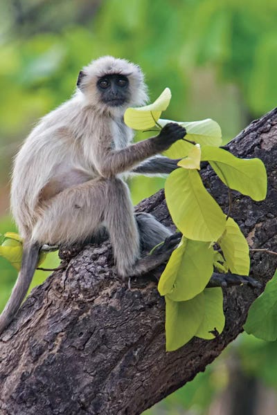 Monkeys: Gray Langur Monkey I, Kanha National Park, Madhya Pradesh, India by Panoramic Images