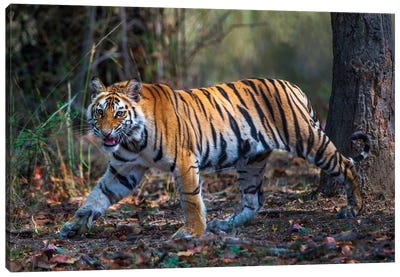 Bengal Tiger V, Bandhavgarh National Park, Umaria District, Madhya Pradesh, India Canvas Art Print - India Art
