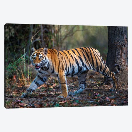 Bengal Tiger V, Bandhavgarh National Park, Umaria District, Madhya Pradesh, India Canvas Print #PIM13555} by Panoramic Images Canvas Art Print