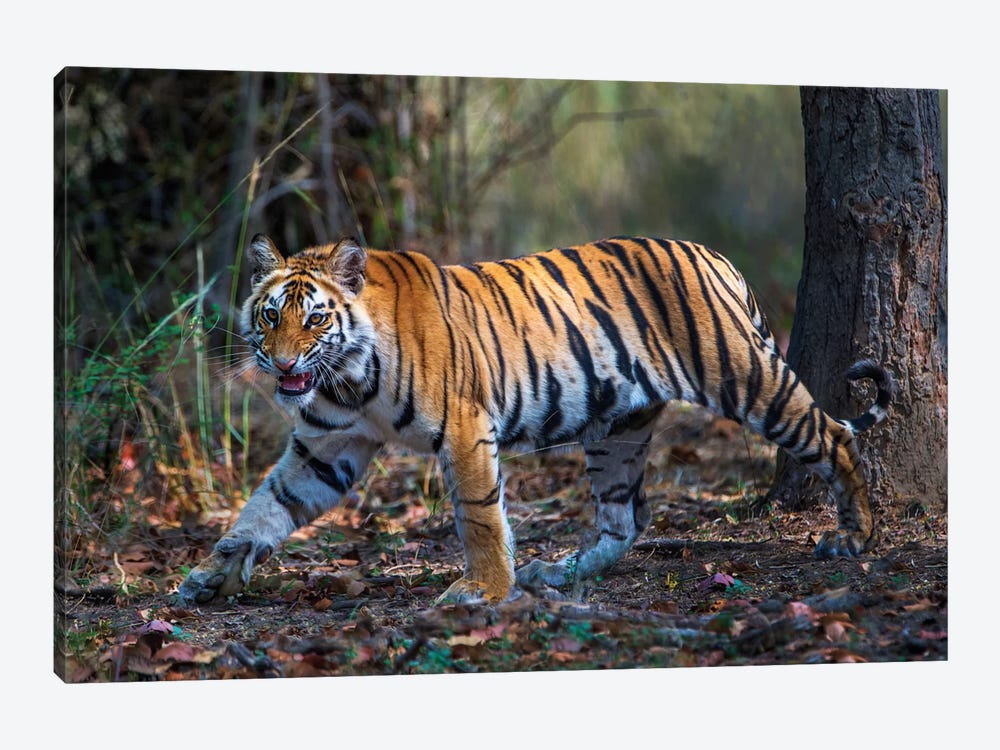 Bengal Tiger V, Bandhavgarh National Park, Umaria District, Madhya Pradesh, India by Panoramic Images 1-piece Canvas Art