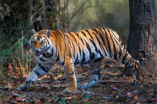 India: Bengal Tiger V, Bandhavgarh National Park, Umaria District, Madhya Pradesh, India by Panoramic Images
