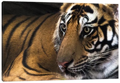 Bengal Tiger II, Kanha National Park, Madhya Pradesh, India Canvas Art Print - India Art