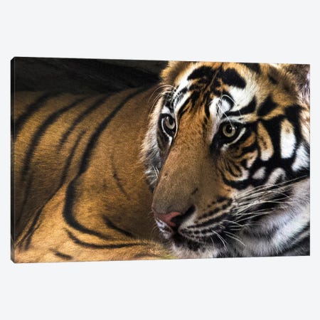 Bengal Tiger II, Kanha National Park, Madhya Pradesh, India Canvas Print #PIM13564} by Panoramic Images Canvas Wall Art