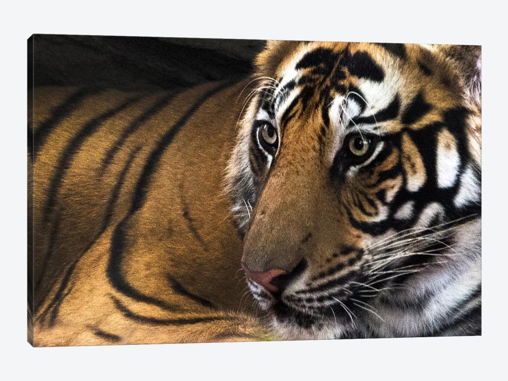 Bengal Tiger II, Kanha National Park, Madhya Pradesh, India 1-piece Canvas Artwork