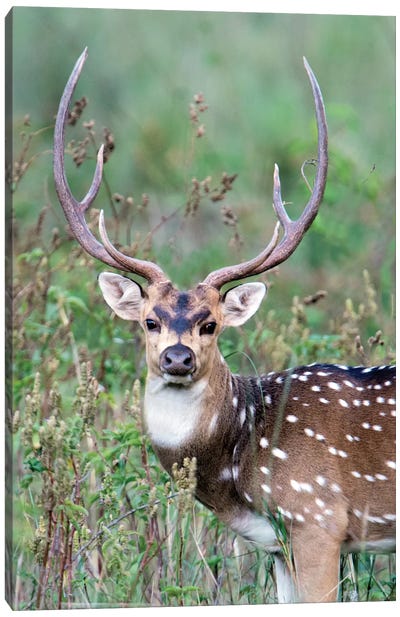 Spotted Deer, Kanha National Park, Madhya Pradesh, India Canvas Art Print - Antler Art