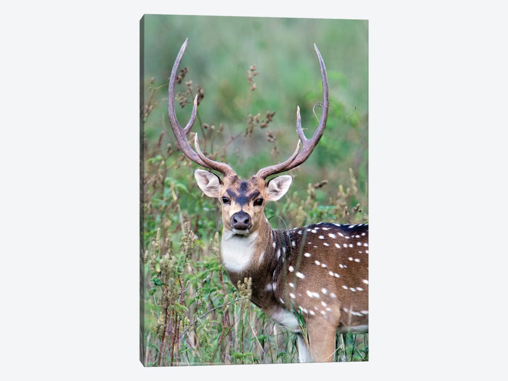 Spotted Deer, Kanha National Park, Madhya Pradesh, India by Panoramic Images 1-piece Canvas Print