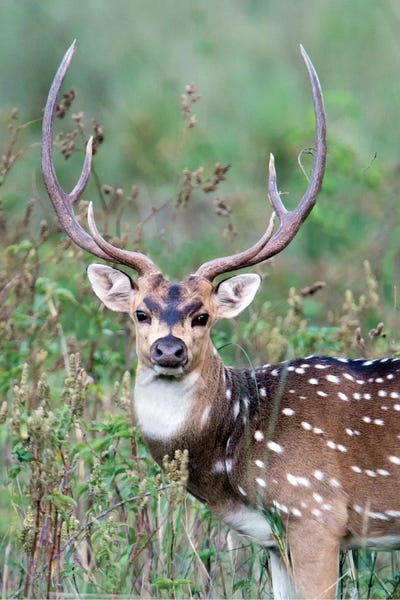 Antlers: Spotted Deer, Kanha National Park, Madhya Pradesh, India by Panoramic Images